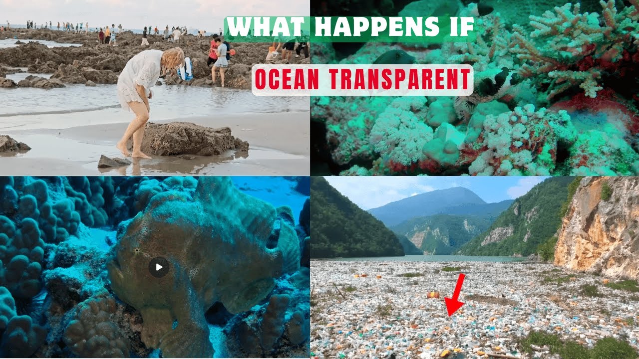 What if the ENTIRE Ocean Was Completely Transparent