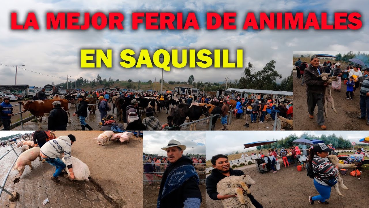 LA MEJOR FERIA DE ANIMALES DEL CANTÓN  SAQUÍSÍLÍ  2023