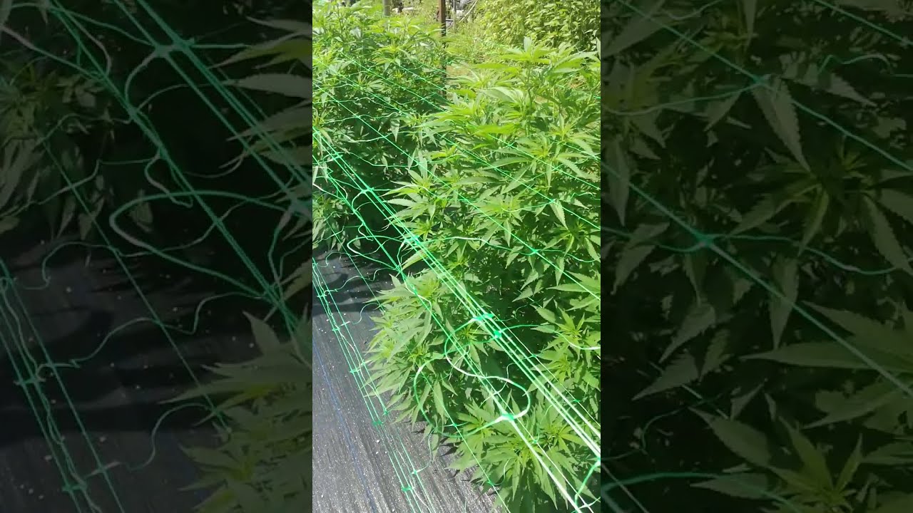 Kurzer Einblick in den Naturgarten Euring-Bachwinkl