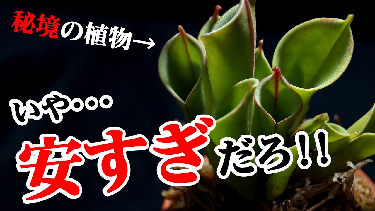 ”地球最後の秘境”の観葉植物が激安だった件【食虫植物ヘリアンフォラ】