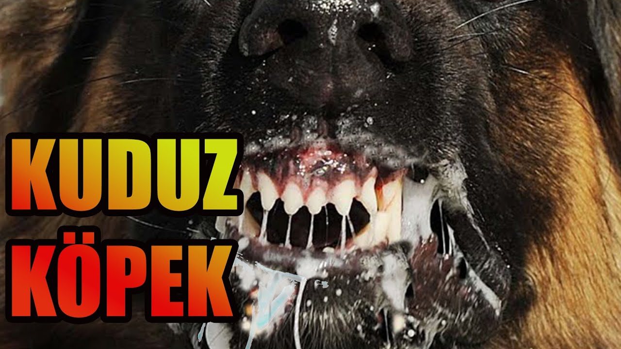 KUDUZ KÖPEK DEHŞETİ - KUDUZ HASTALIĞI