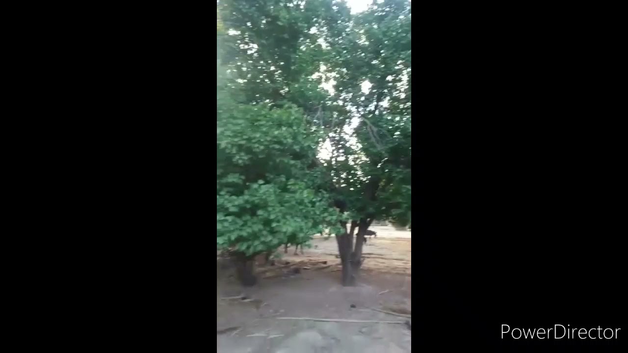 مناظرمن غابة عين الشعير الجميلة ⁉️