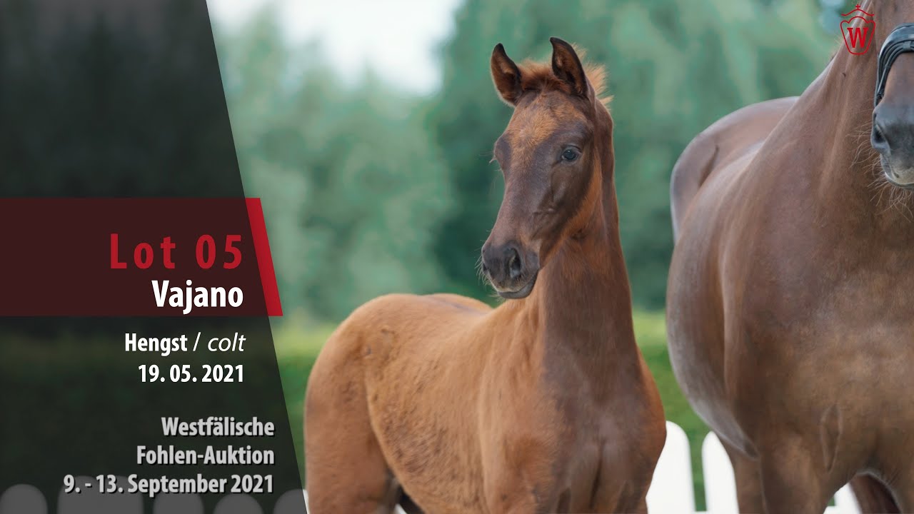 Fohlen-Auktion Lot 05 Vajano Hengst v. Viva Gold - Livaldon