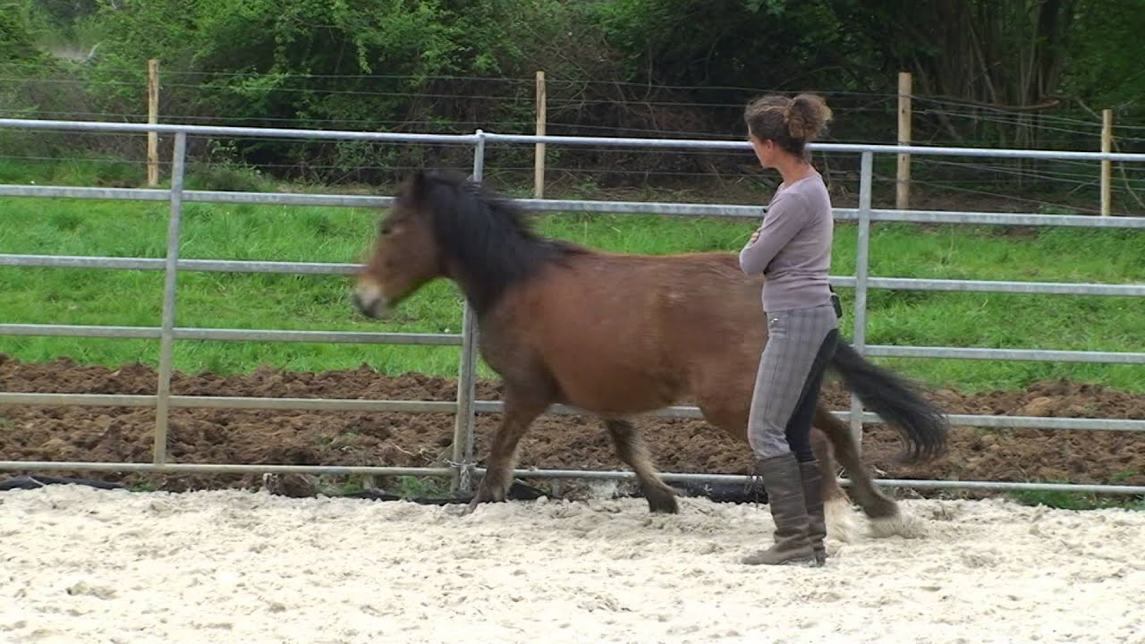 Poney sauvage