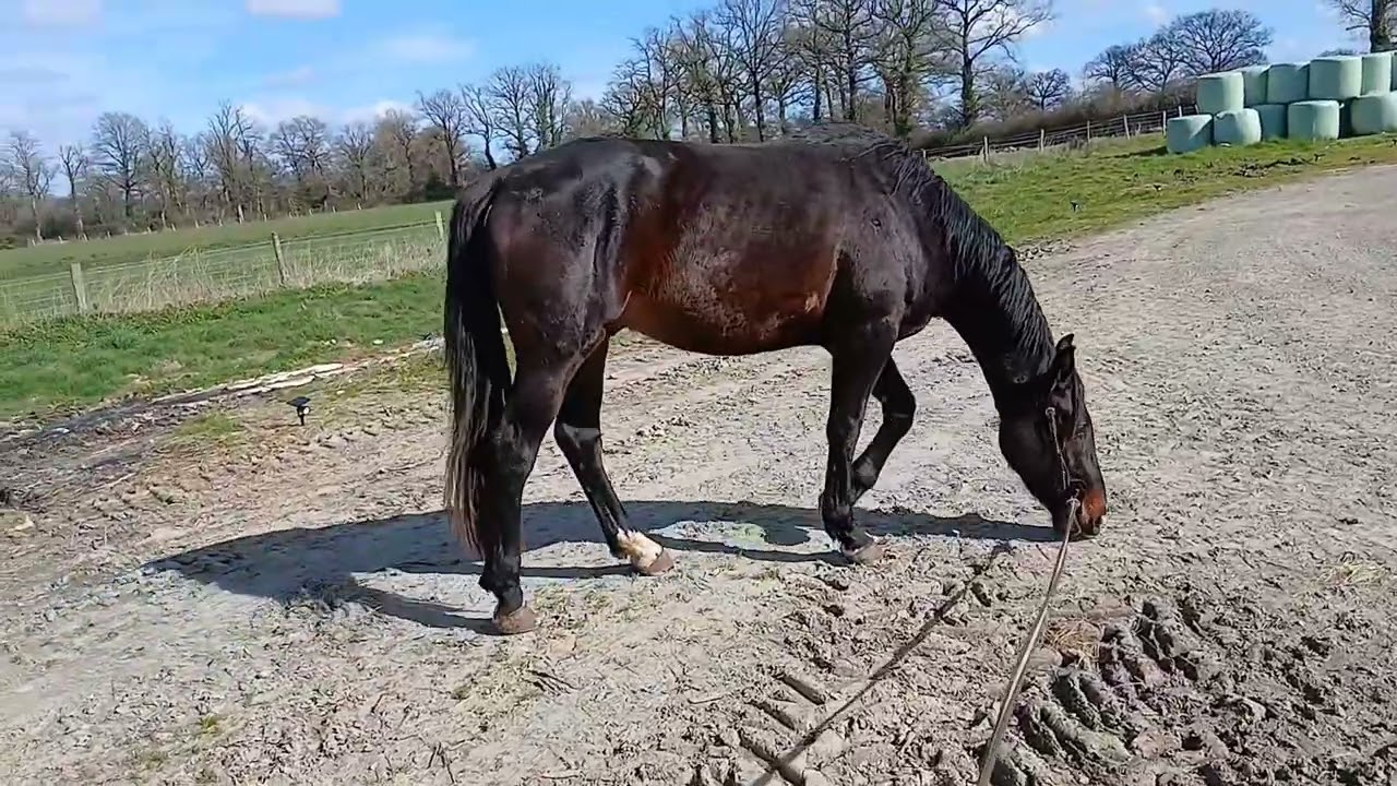 Longe CHLORIS Quapricieux 4 and 1er mars 2026