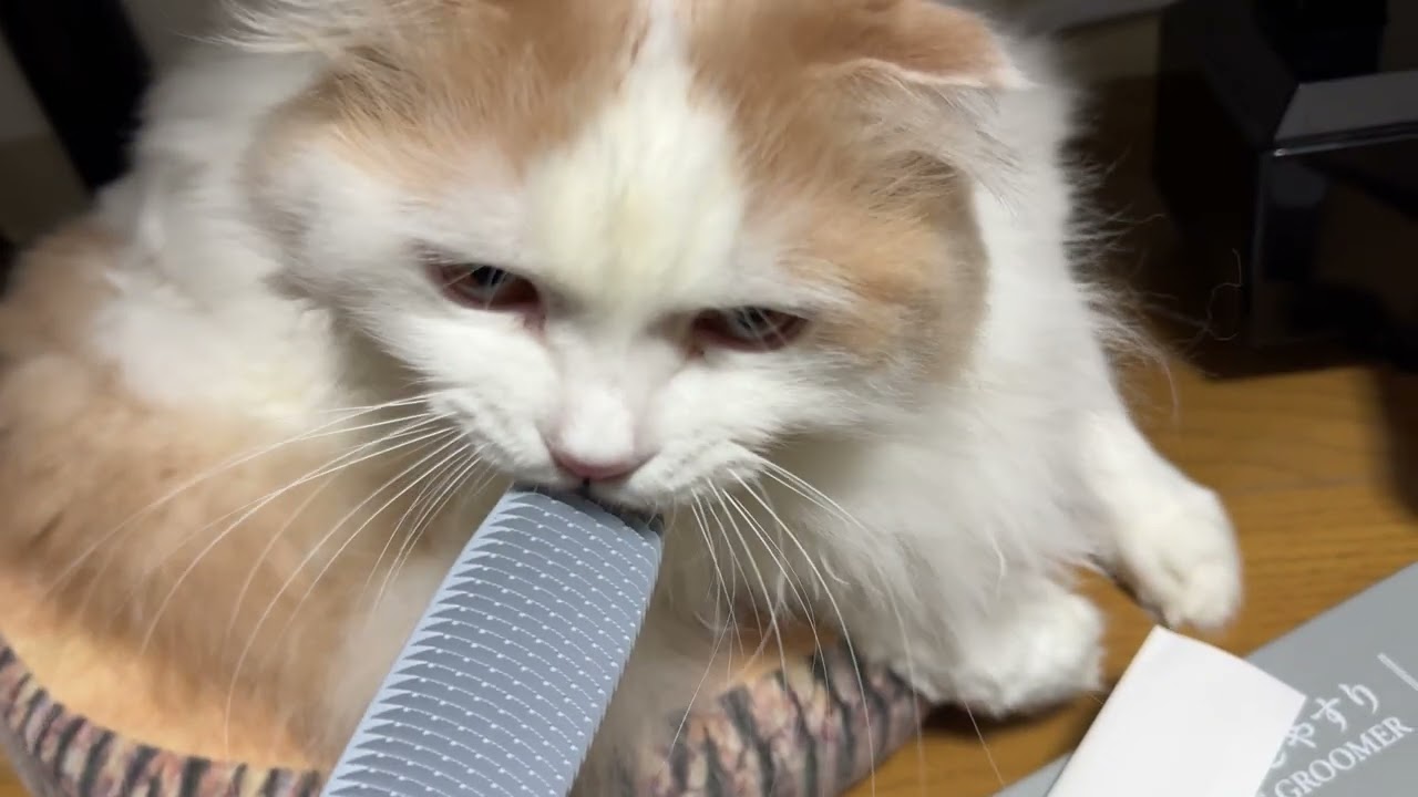 お年玉。プレゼントに興味はあるものの箱に噛みつきガジガジする猫神様 -Kohaku Is Fascinated by His New Year’s Present