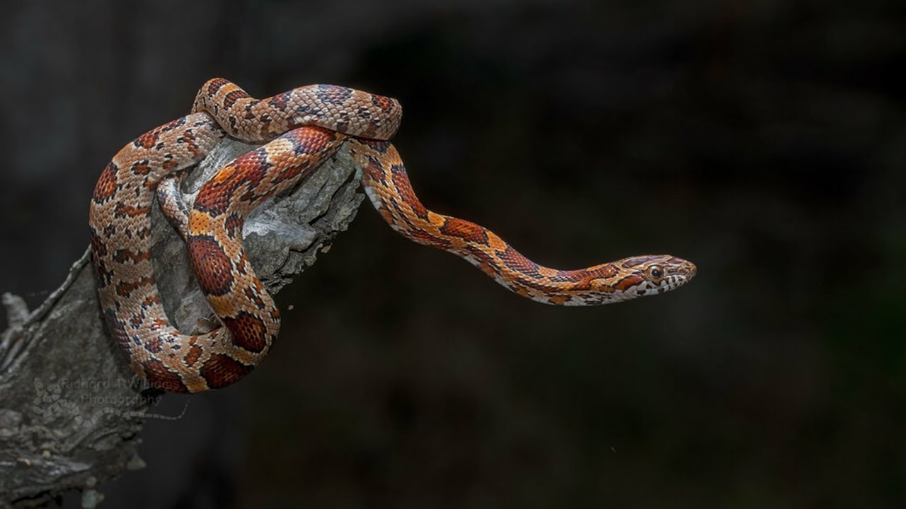 Corn Snake
