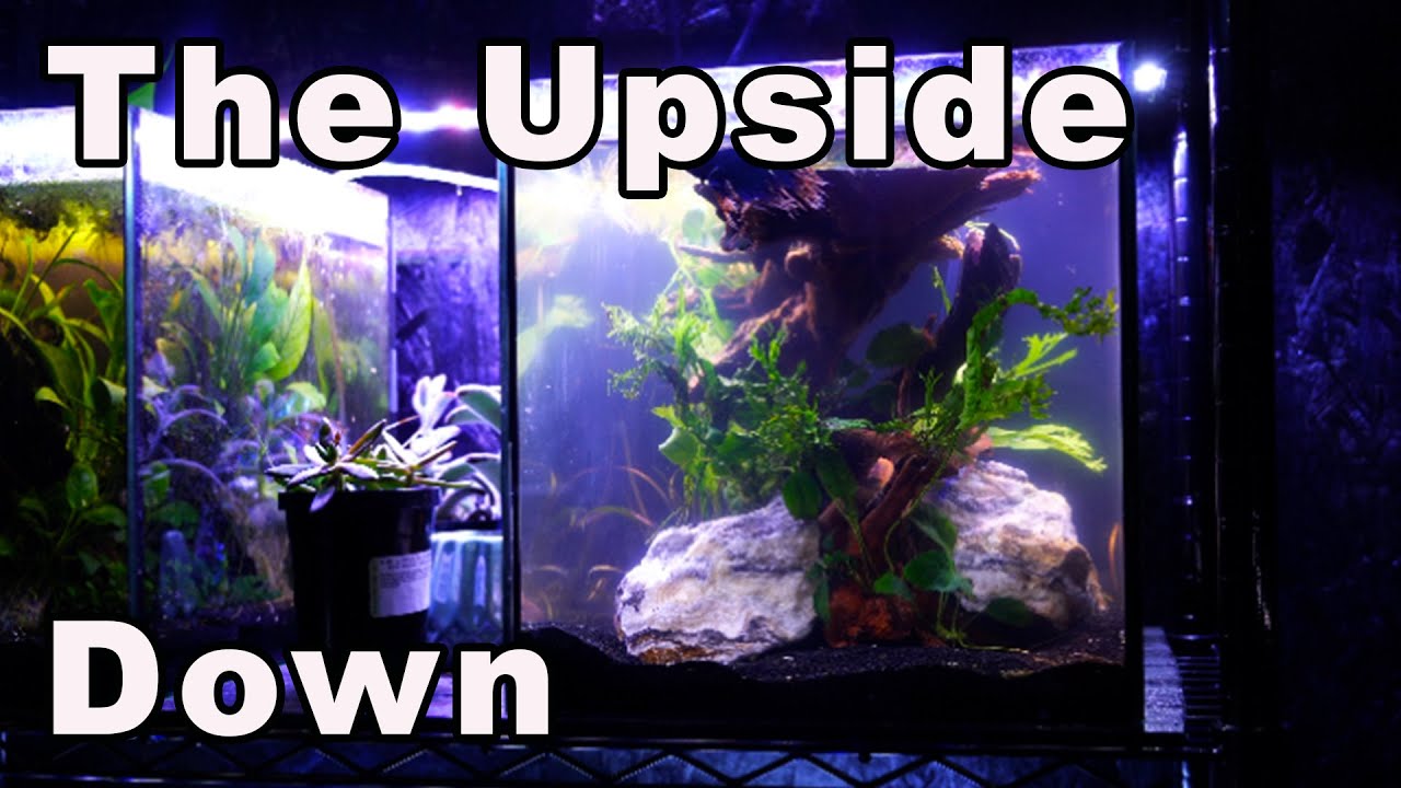 The Upside Down Scape: A Unique Solution For My Betta Fireball! 🧡💙🔥