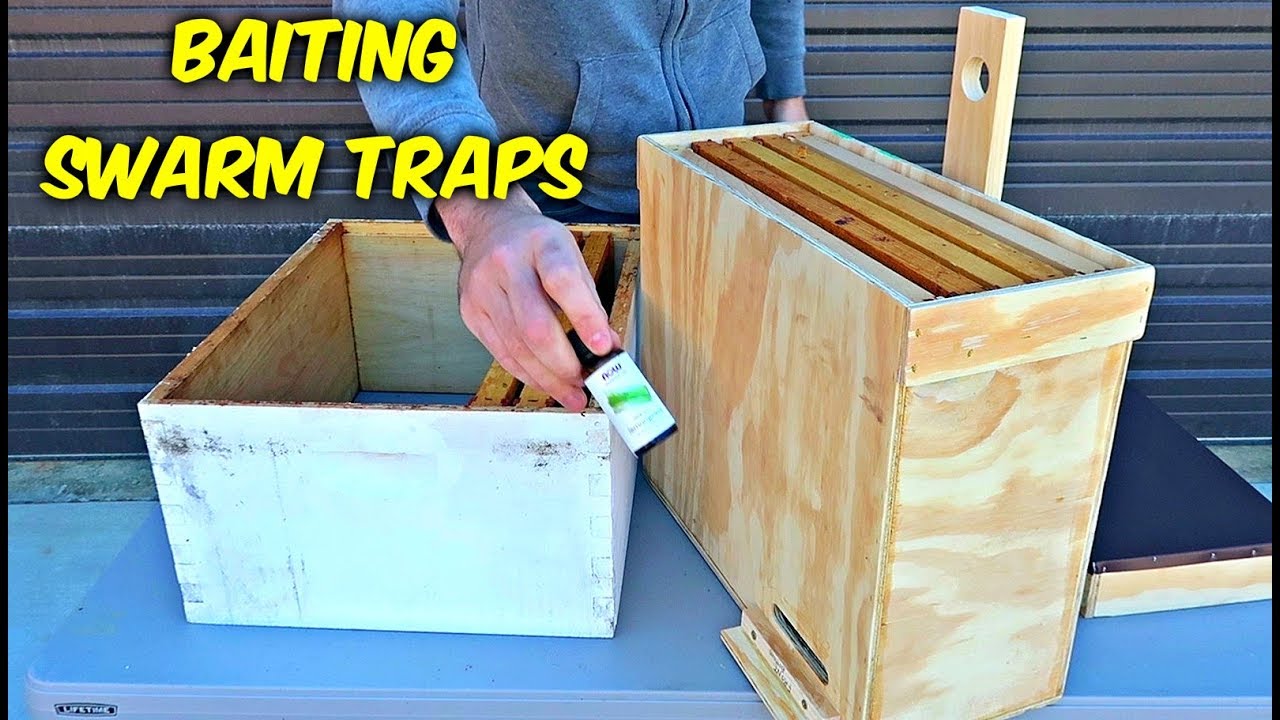 How to Bait a Swarm Trap to Catch Free Bees