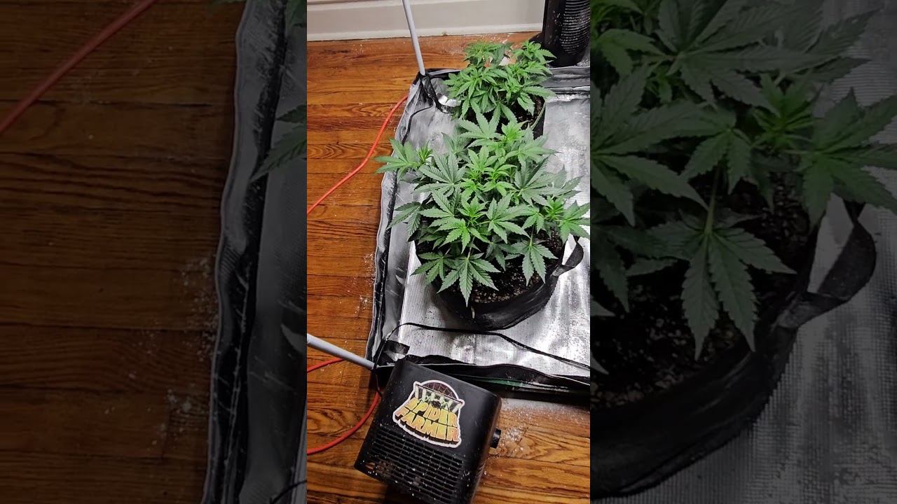 1st week of flower, 420 fastbuds and growers choice ripped bubba
