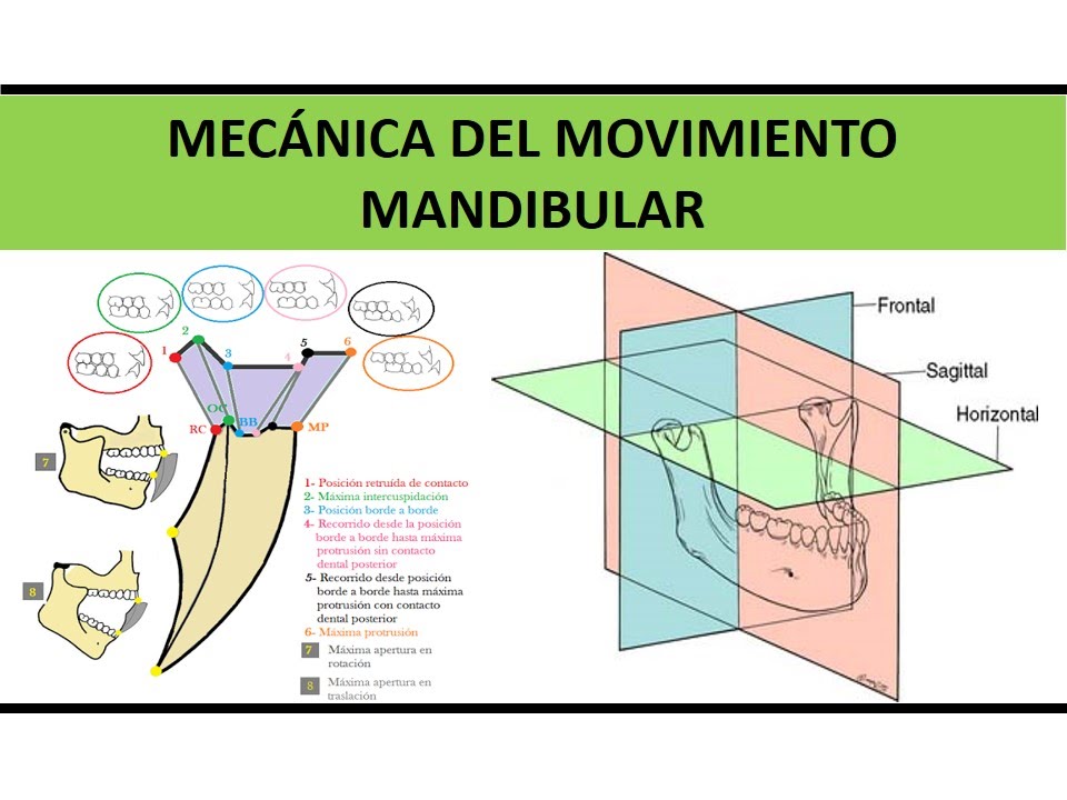 MECÁNICA DEL MOVIMIENTO MANDIBULAR