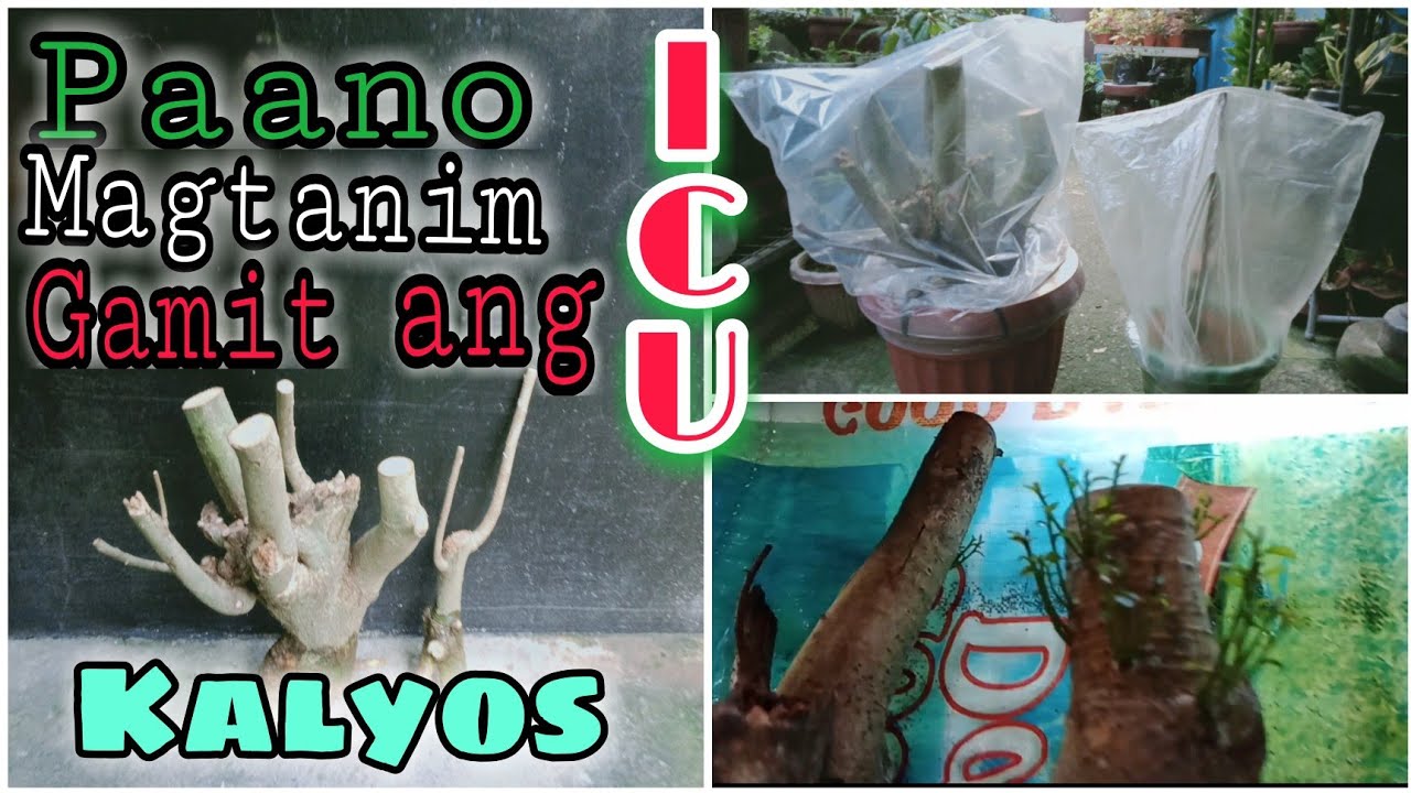 PAANO MAGTANIM NG BONSAI MATERIALS GAMIT ANG ICU/HOW TO PLANT BONSAI MATERIALS USING ICU TECHNIQUE.