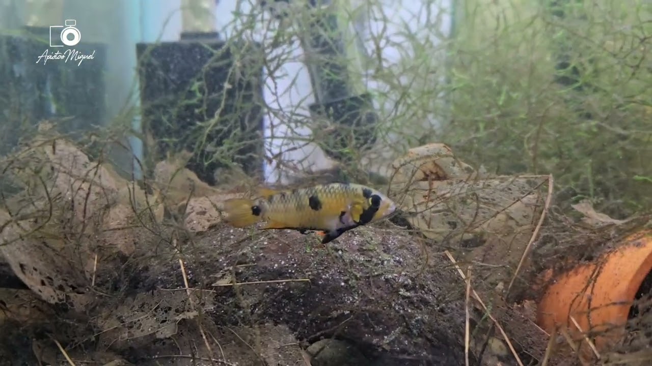 Apistogramma sp. D3