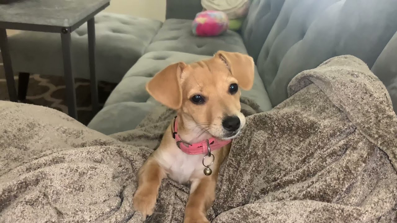 Chiweenie puppy&rsquo;s cutest (and naughtiest) moments