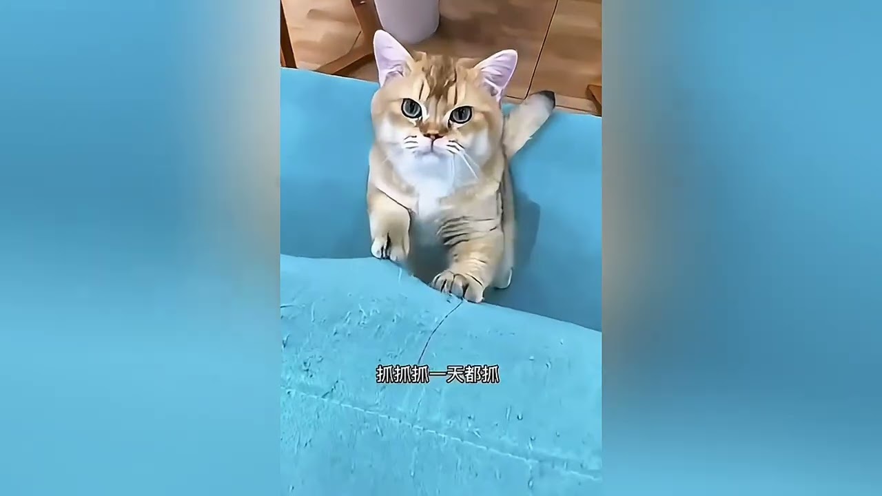Funniest Cats and Dogs Clips 2026 😹🐶 Try Not To Laugh🤣