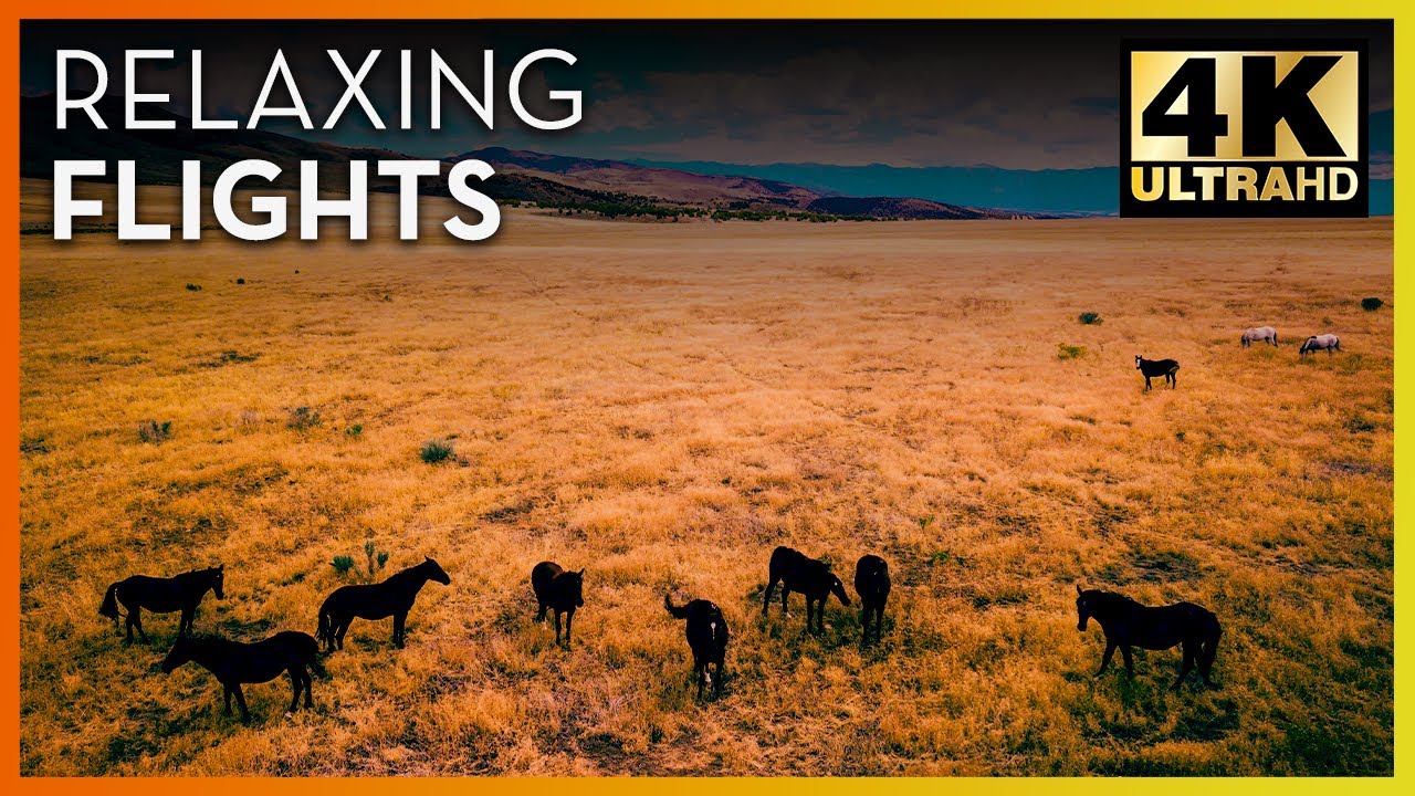 Sunrise and Horses | Salt Lake to Rock Springs