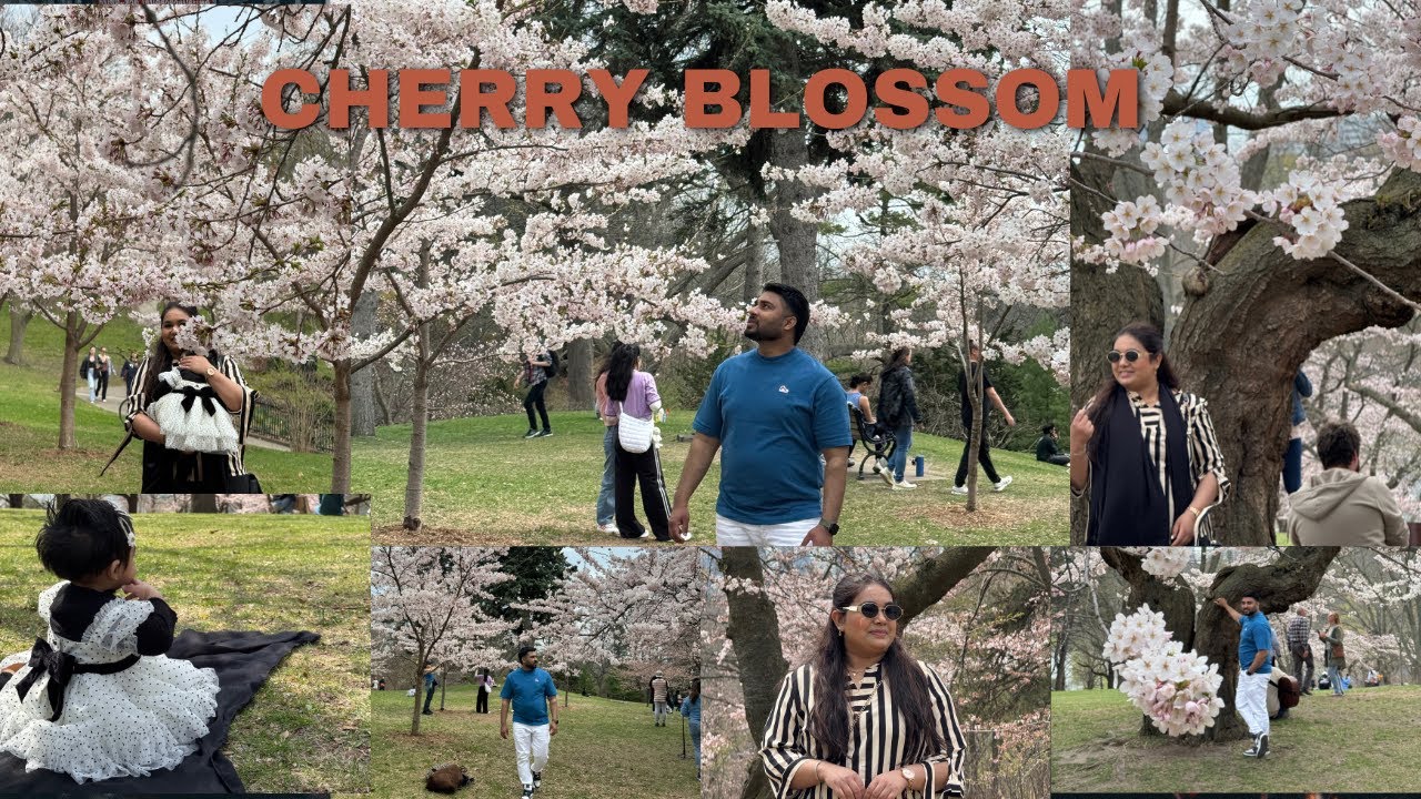 Cherry blossom in Canada  2025|| Indian vlogger in Canada||