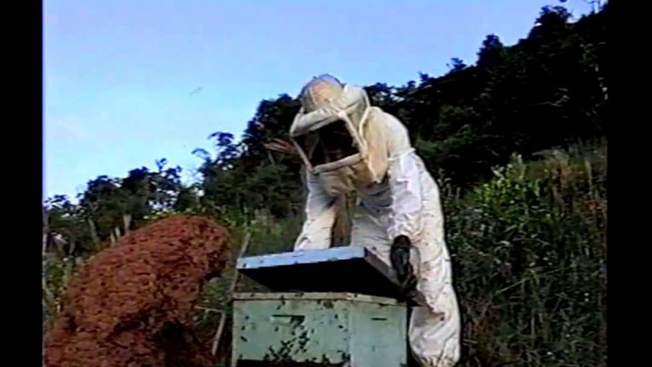 Criação de abelhas - Apicultura 3/4