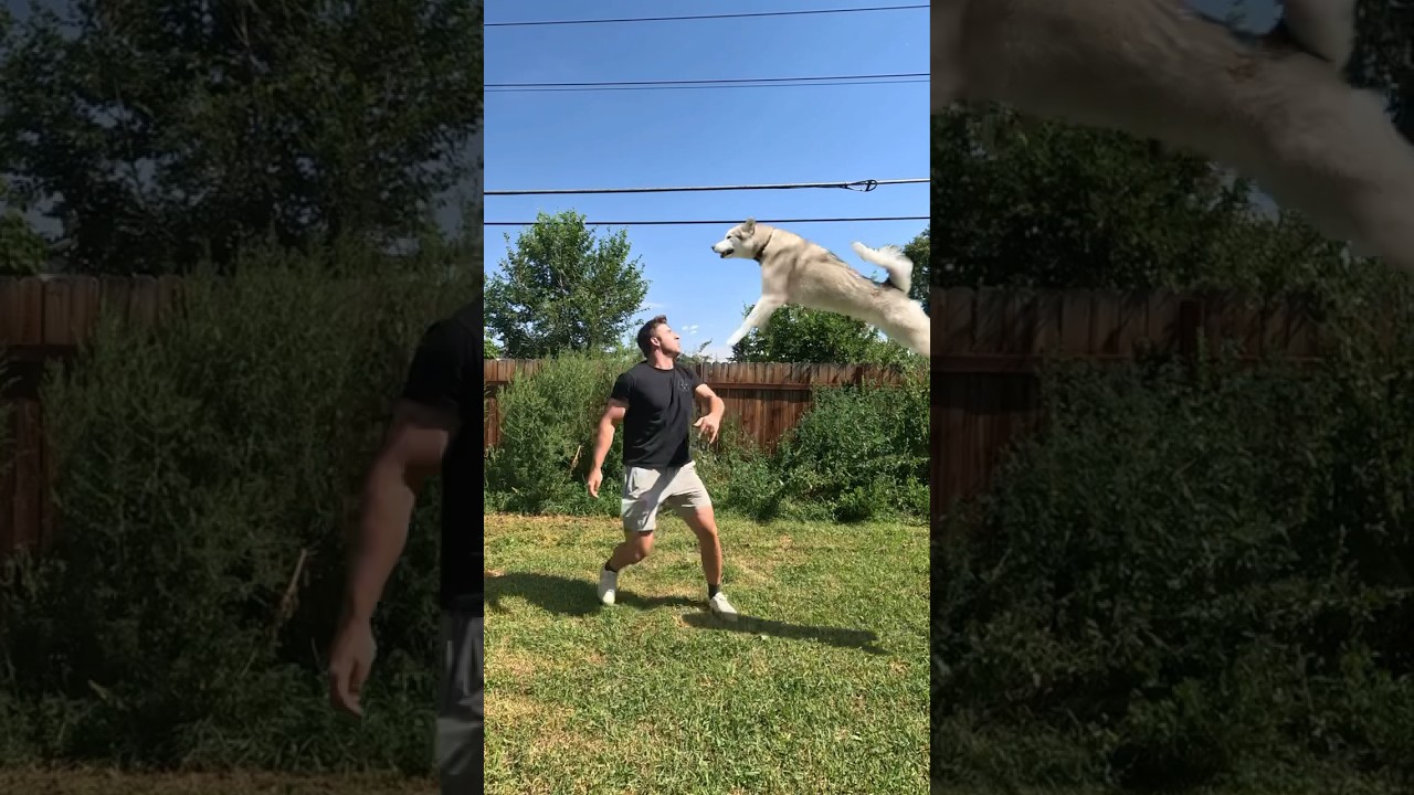 Собака прыгает с батута! #dogsofyoutube #funnyanimals