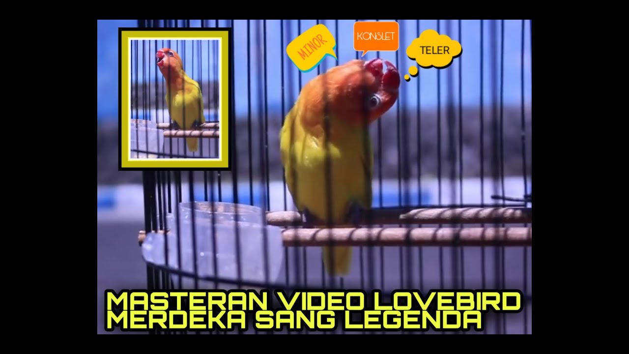 MASTERAN VIDEO LOVEBIRD NGEKEK MINOR TELER DAN KONSLET