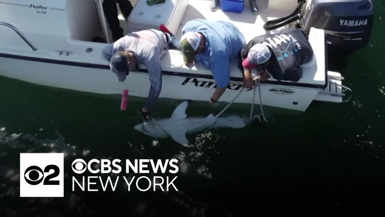 Researchers learning more about great white sharks from nursery off Long Island