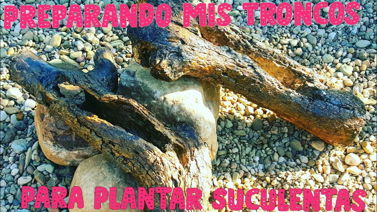 Como Preparar un Tronco para Plantar Suculentas