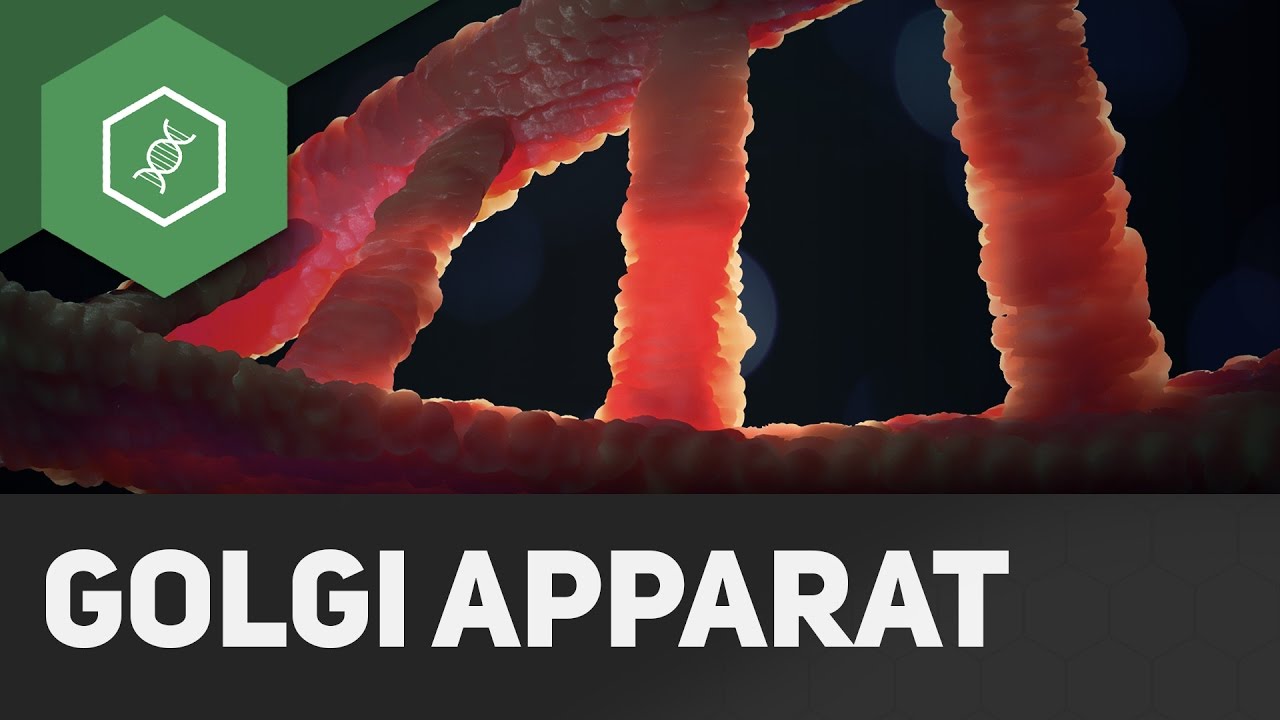 Golgi-Apparat einfach erklärt