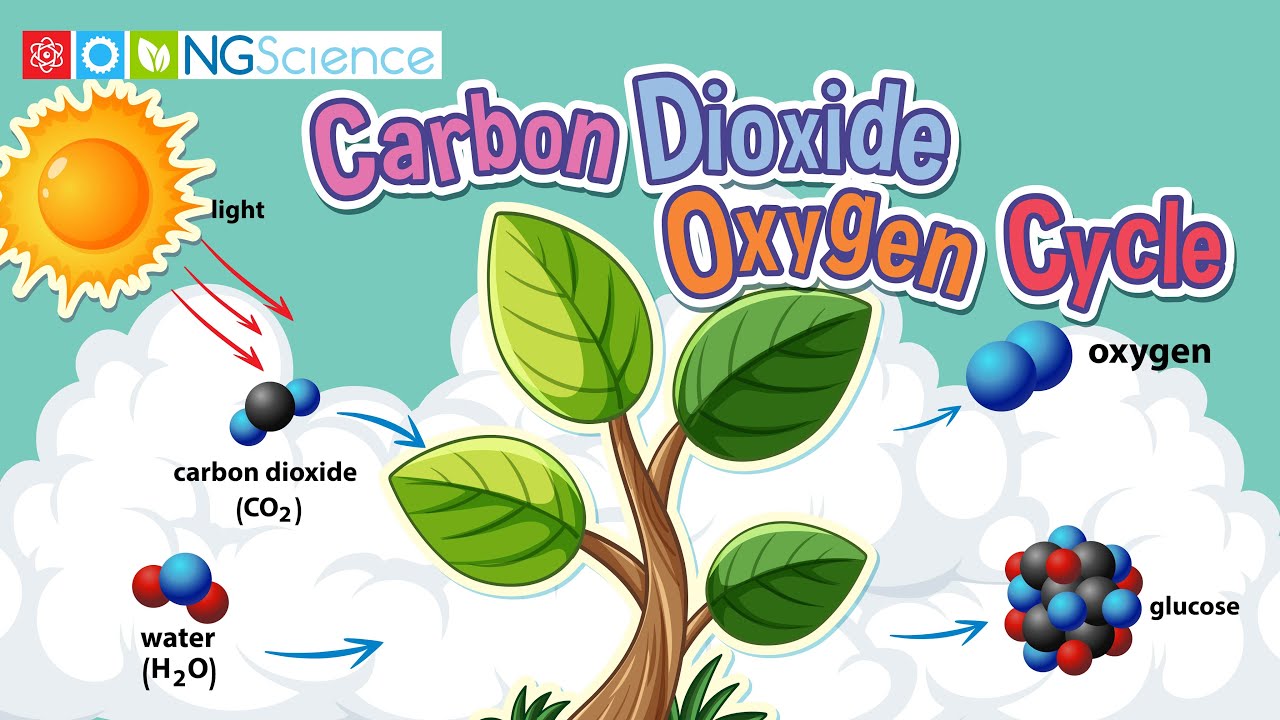 Carbon Dioxide &ndash; Oxygen Cycle