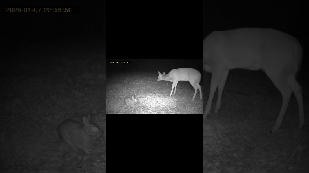 Whitetail Deer and Cottontail Rabbit eat dinner together almost everyday