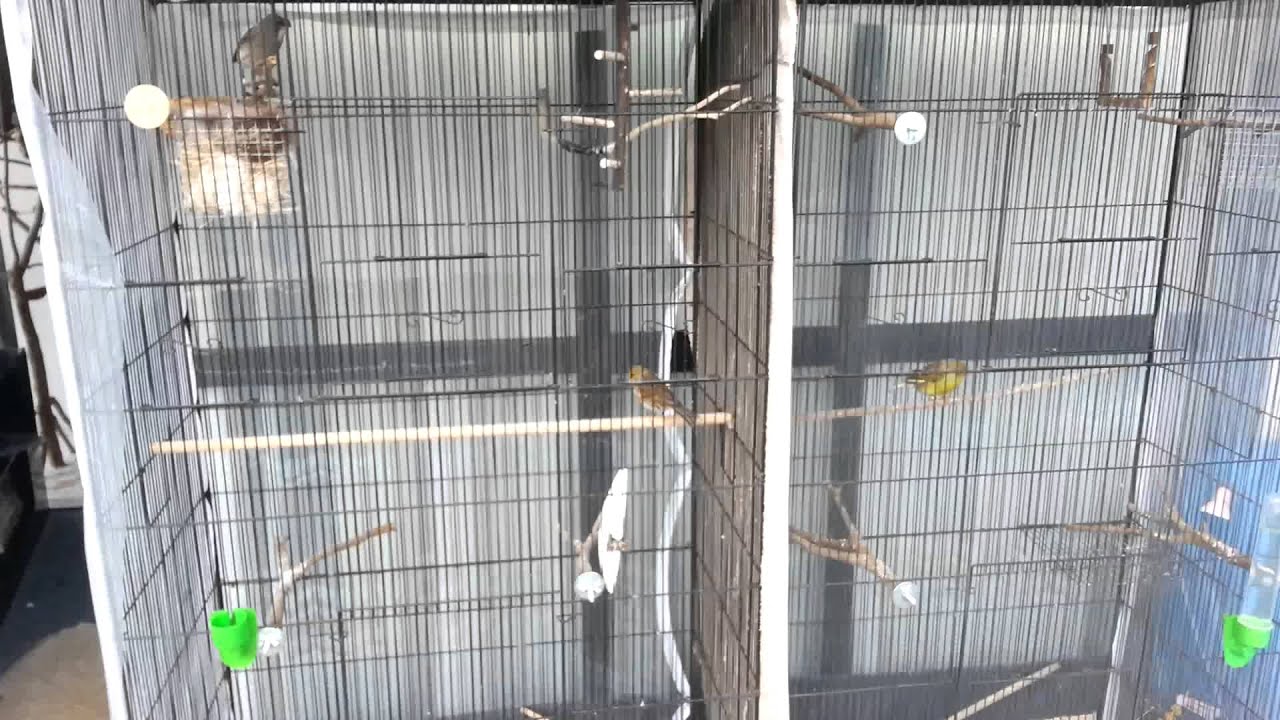 An Aviary in New Zealand