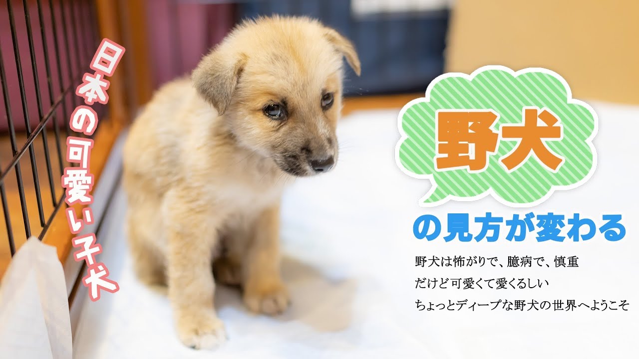 愛くるしい野犬の子犬たち