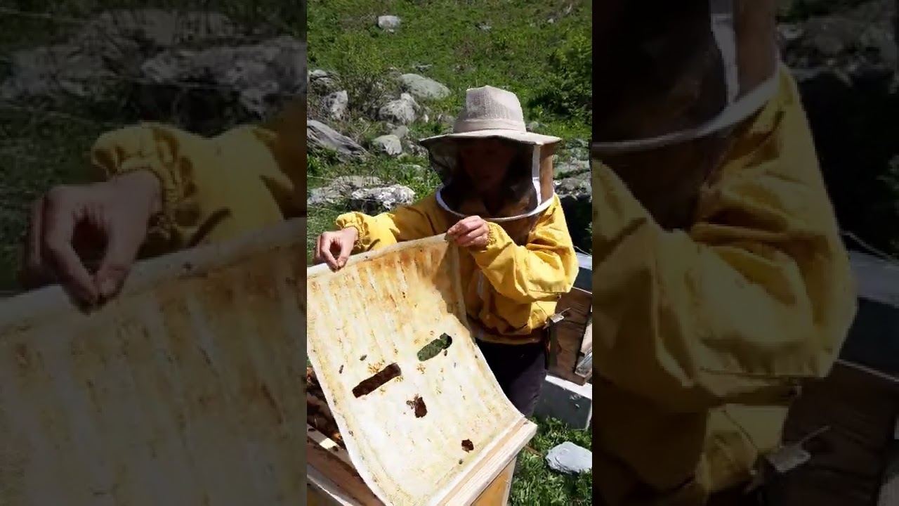 Intro reine noire fécondées du CETA de Savoie