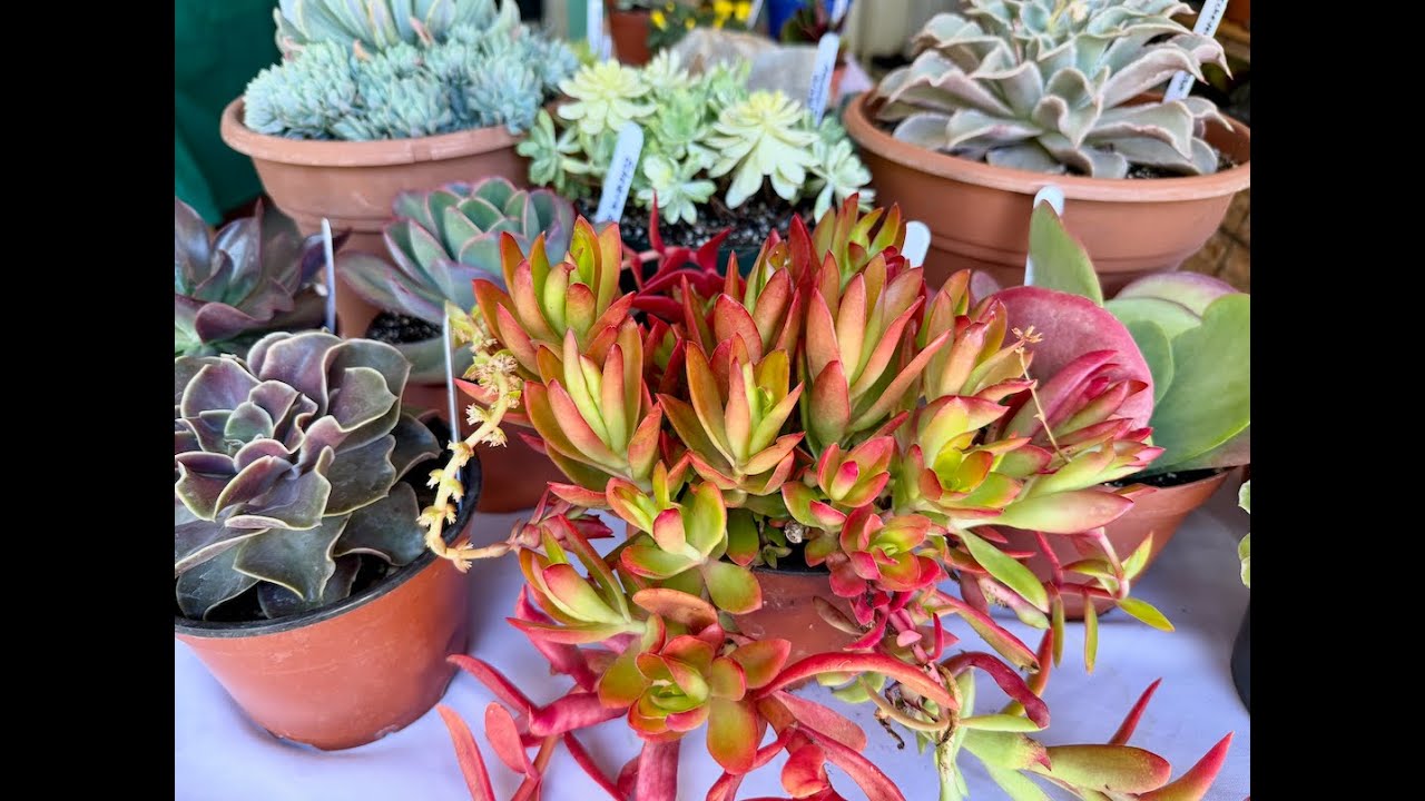 Beautiful Succulent Collection!! Part 1 - Episode 179