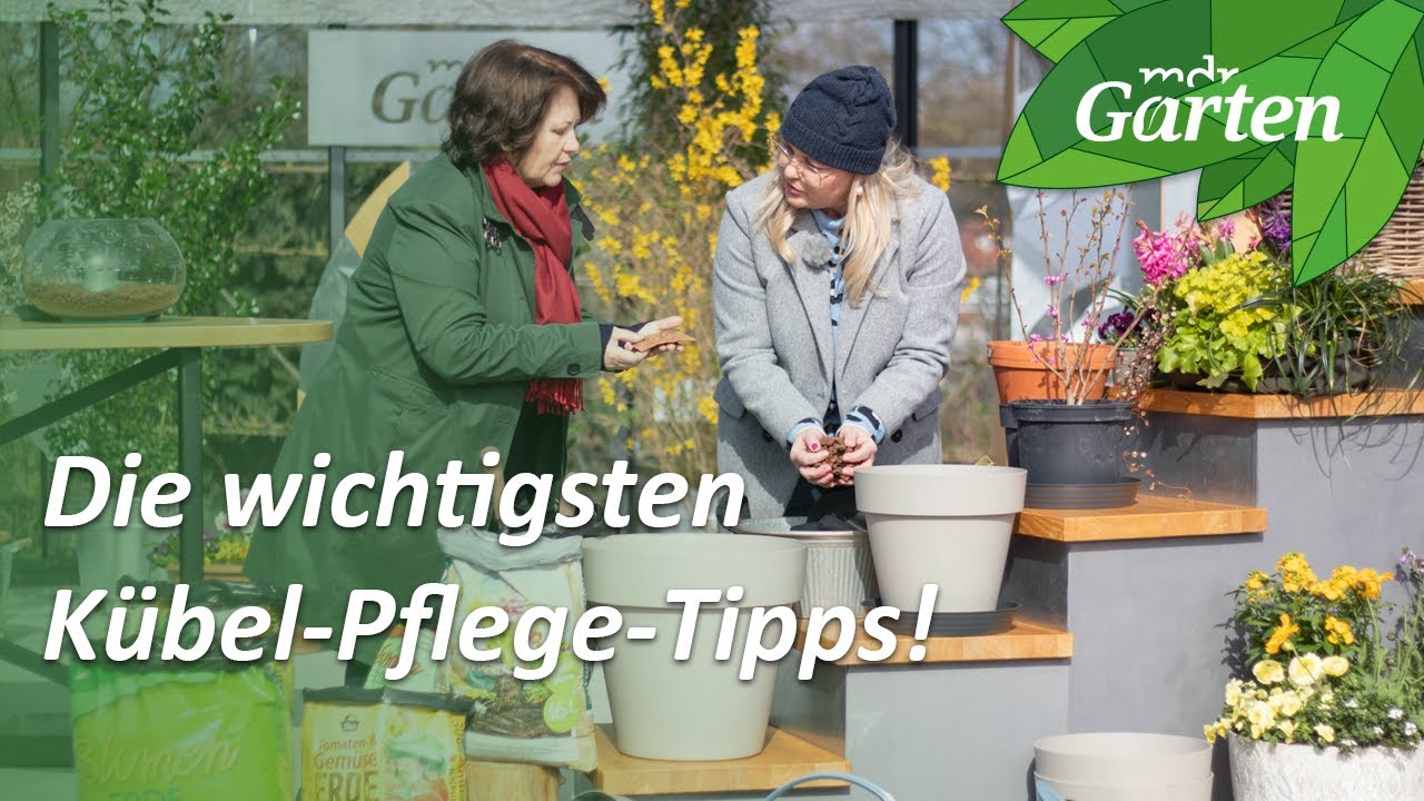 Drainage, Dünger und Co. - So bleiben Kübelpflanzen lange schön | MDR Garten