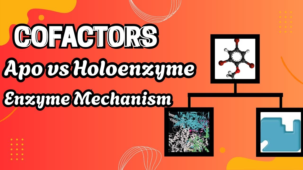 Cofactors Explained | Coenzyme & Prosthetic Group | Active Site & Enzyme Mechanism (How Enzyme Work)
