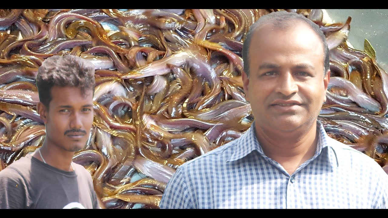 শিং মাছ চাষ করছে এই যুবক স্যারের পরামর্শ মত || Farming of horn fishes like sir