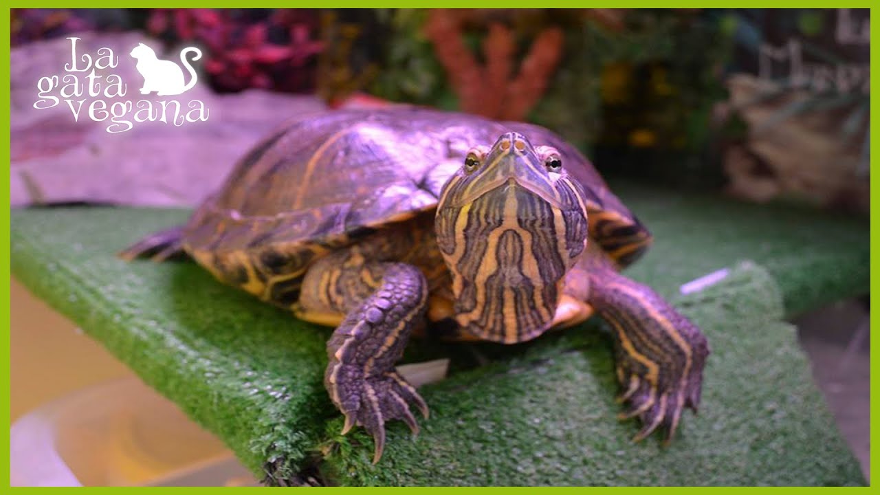 ALIMENTACIÓN TORTUGAS AGUA DULCE | ACUÁTICAS Y SEMIACUÁTICAS | TRACHEMYS SCRIPTA Y OTRAS OMNIVORAS