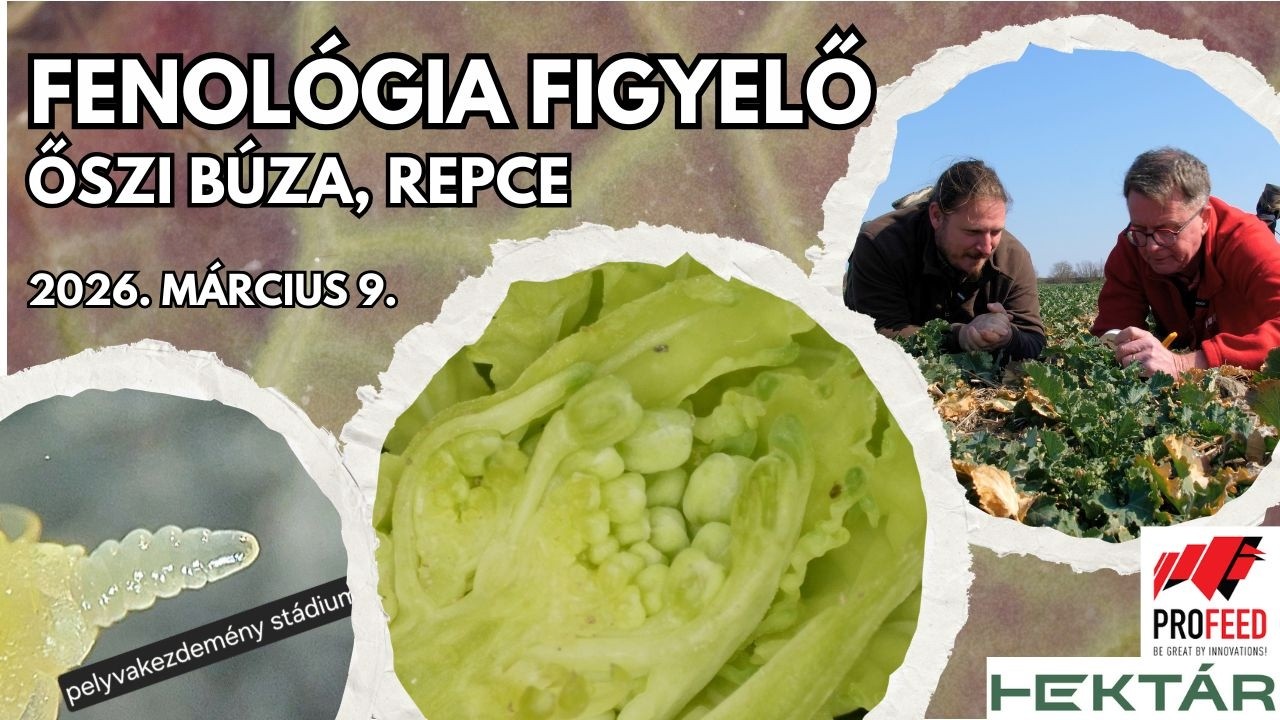 Berobbant a repce és a kalászosok fejlődése! Mivel támogassuk márciusban a növényeket? Mit tehetünk?