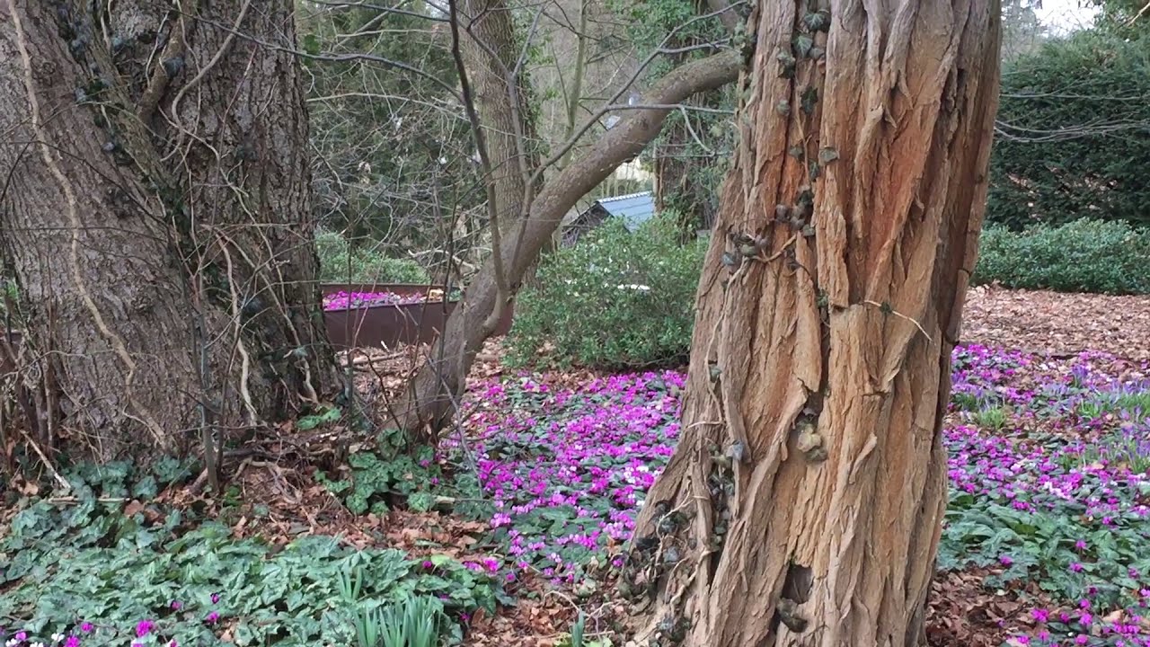 Wildalpenveilchen März 2021