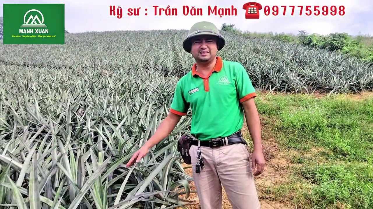 Bón phân cho cây dứa phân rẻ mà tốt như phân cao cấp. Tiết kiệm gần chục triệu đồng/ha 