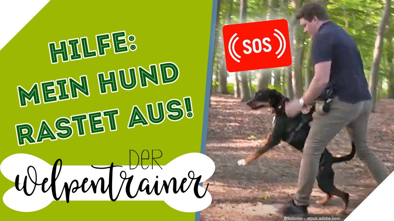 Ausrasten bei Hundebegegnungen! 😱 Was löst solch ein Verhalten aus? | Der Welpentrainer | sixx