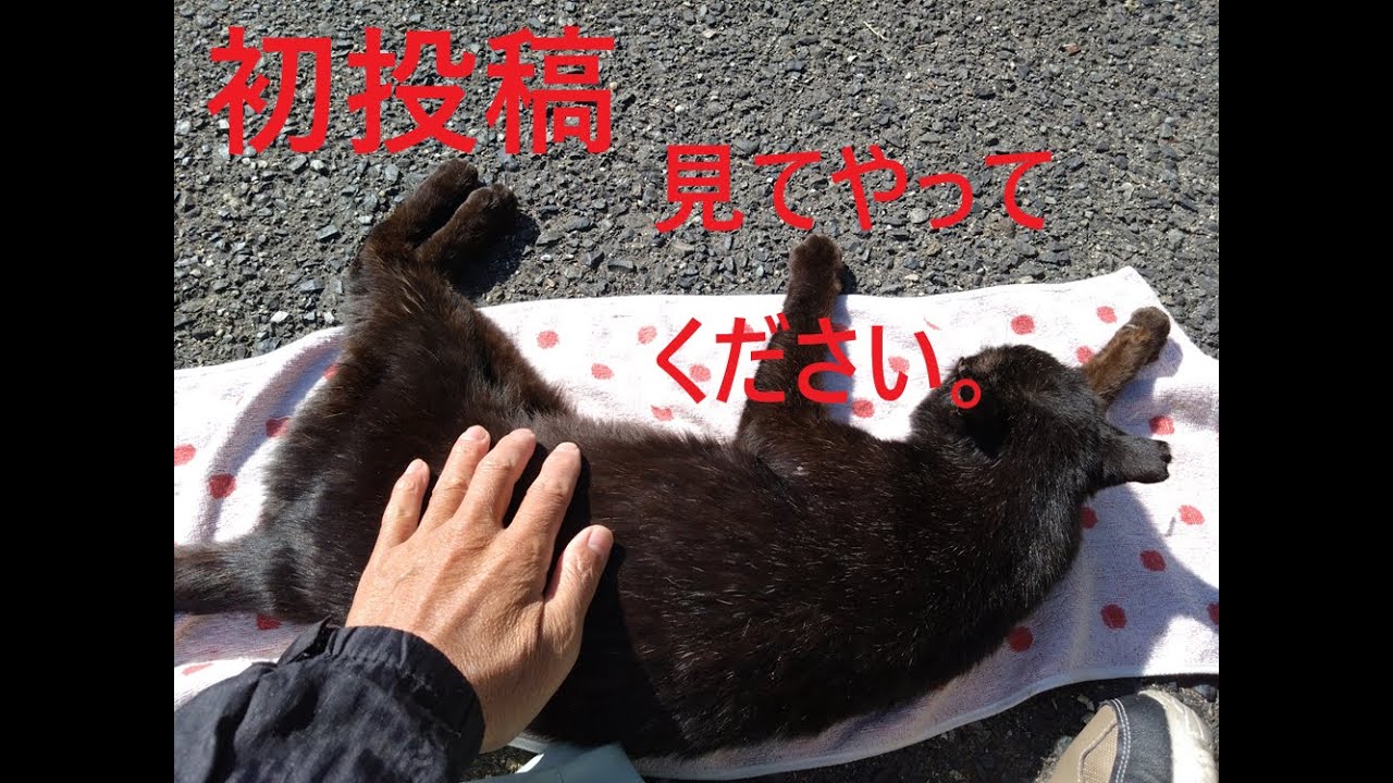 池室正介の餌やり日記 初投稿です😺