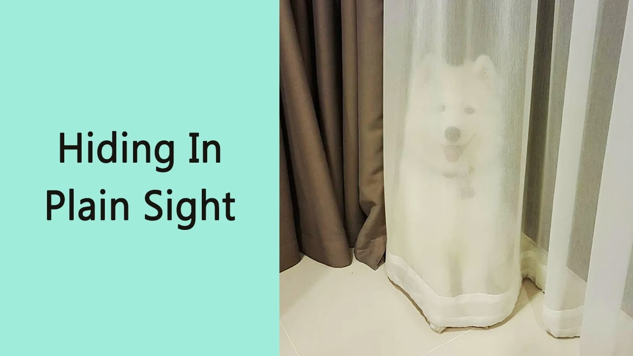 50 Pets Who Thought They Were Hiding… But Wait Until You See Where They Actually Ended Up