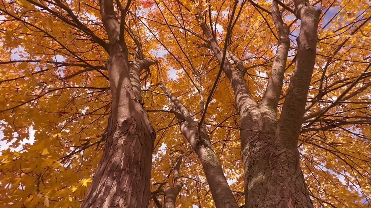 조용한 숲길을 걷는 기분의 힐링 음악│네이처사운드랩