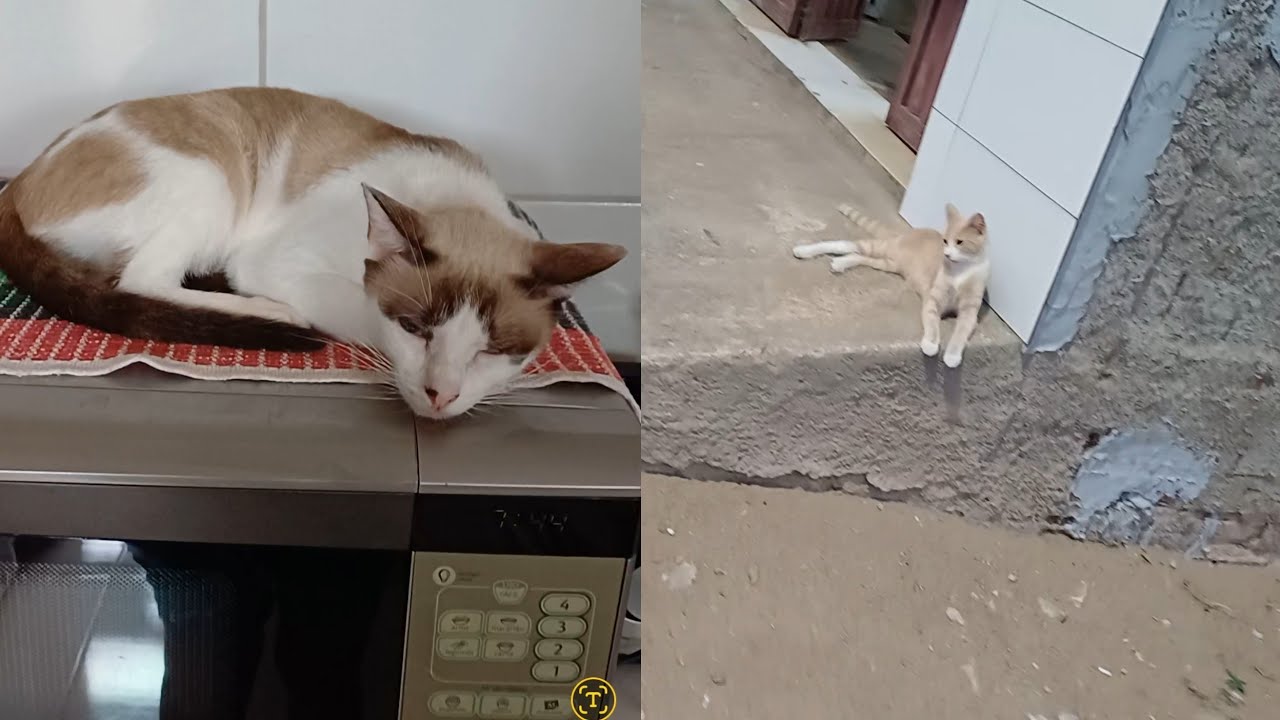 Maya é sapequinha caramelo tá com calor 