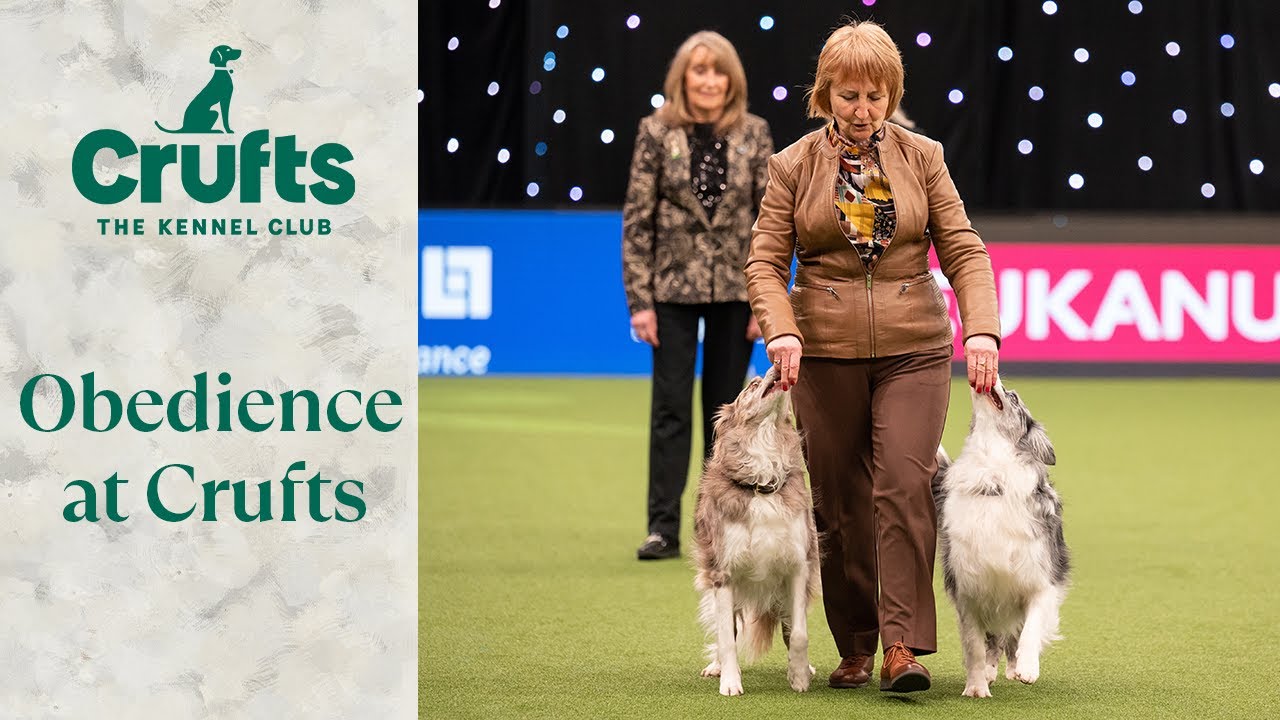 Obedient Pups ✋🐶 The Best of Obedience at Crufts