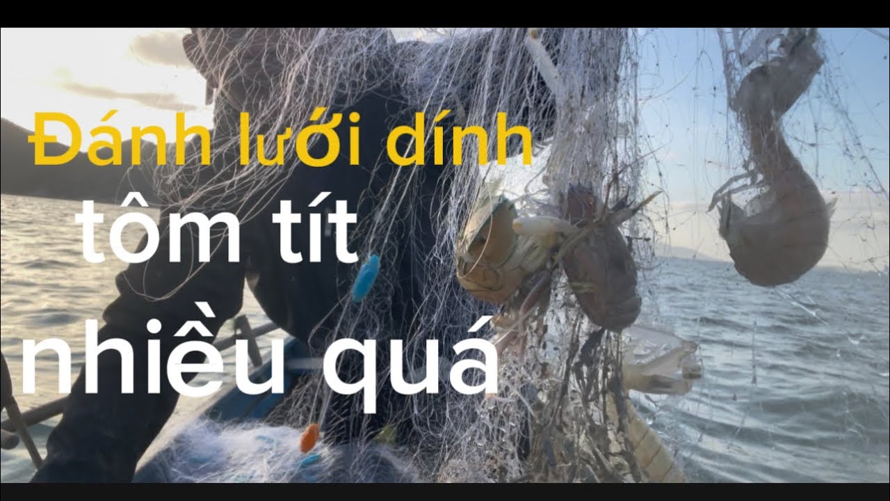 Đánh lưới dính tôm tít quá nhiều luôn 