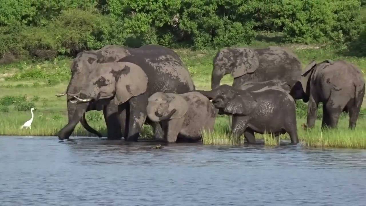 Chobe River National Park, Botswana