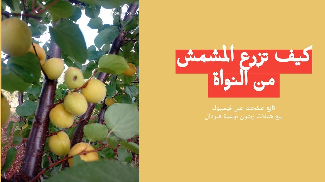 غرس بذور المشمش