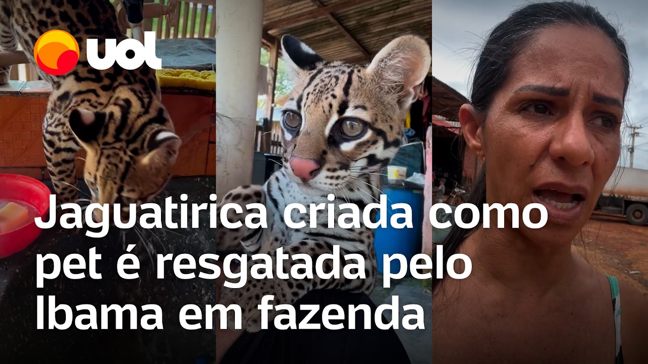 Jaguatirica criada como pet e usada como 'tiktoker' é resgatada pelo Ibama em fazenda no Pará; vídeo